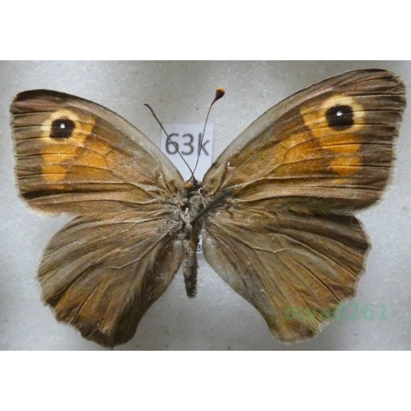 Maniola telmessia (Zeller, 1847) female Turkey63k